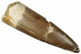 Fossil Plesiosaur (Zarafasaura) Tooth - Morocco #296362-1